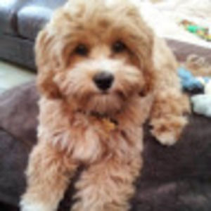 Meet your Posher, Ava